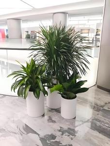 宁波鄞州绿植租摆方案来袭,焕新办公环境><div class=